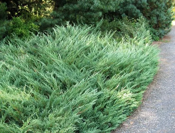 Можжевельник казацкий Glauca (Глаука)
