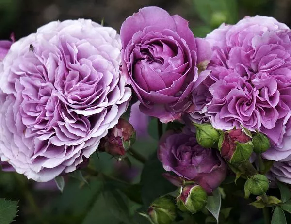Роза "Lavender Ice" (Лавендер Айс)