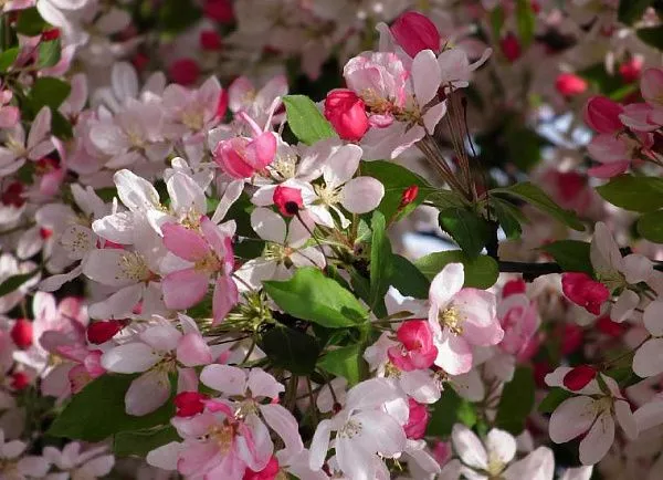 Яблоня гибридная Floribunda (Флорибунда) (2)