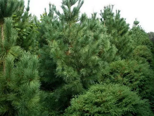 Сосна кедровая / Pinus sibirica