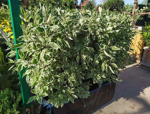 Дерен белый Elegantissima живая изгородь