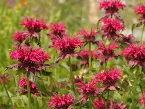 Монарда гибридная "Mahogany" (Махогон)