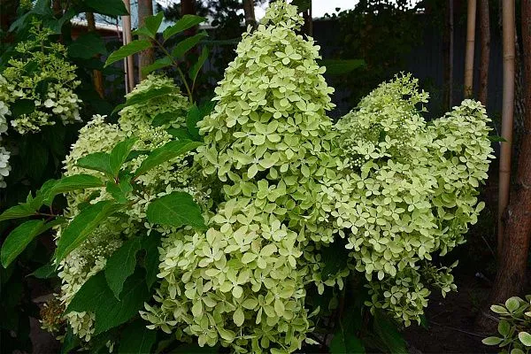 Гортензия метельчатая Magical Lime Sparkle (Мэджикал Лайм Спаркл) Куст