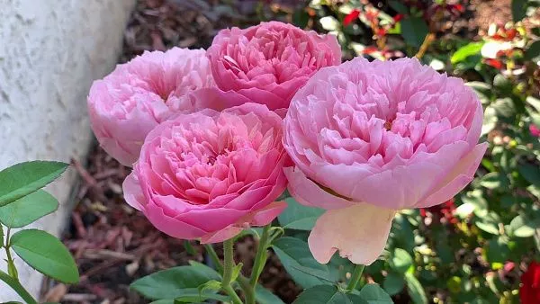 Роза английская The Alnwick Rose (Зе Алнвик роуз) описание