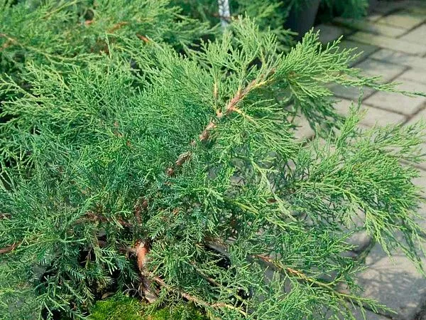 Можжевельник средний Methot (Метхот) хвоя