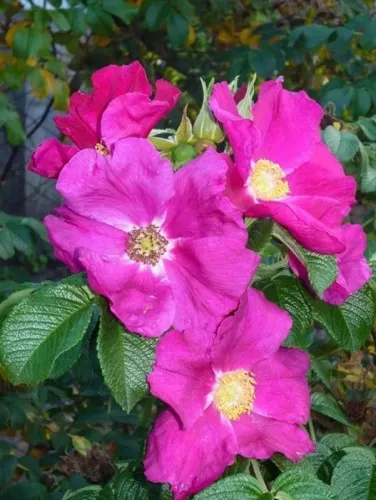 Роза морщинистая "Rubra" (Рубра)