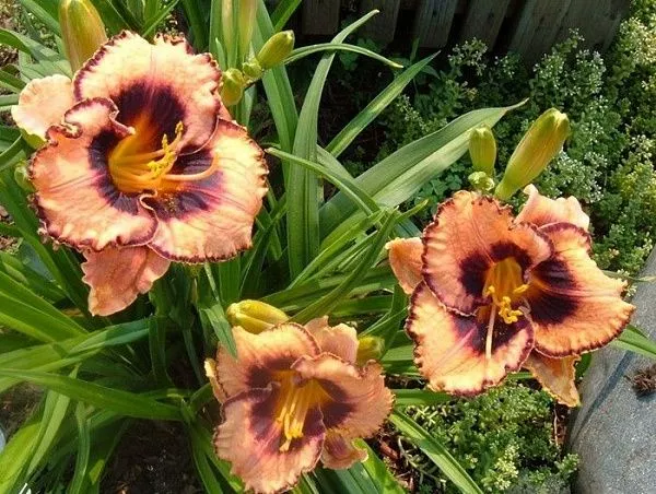 Лилейник гибридный "Awesome Blossom" (Авесом Блоссом)