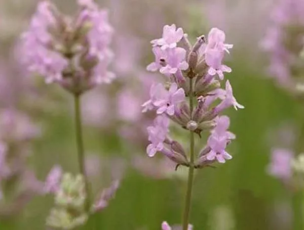 Лаванда узколистная "Rosea" (Розеа)