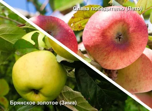 Яблоня Брянское золотое (Зима) + Слава победителю (Лето)