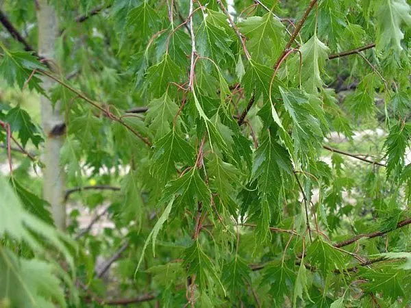 береза плакучая купить