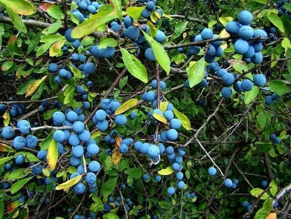 Терн "Prunus spinosa"