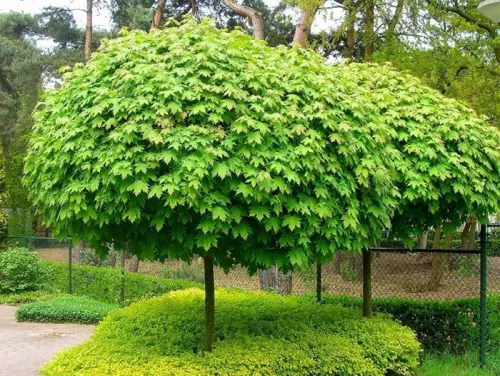 Клен остролистный "Globosum" (Глобозум)