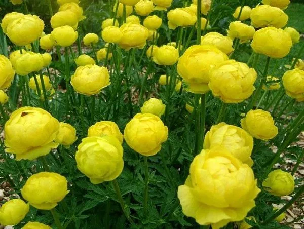Купальница гибридная "Lemon Queen" (Лемон Квин)