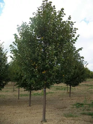 Липа мелколистная "Greenspire" (Гринспаер)
