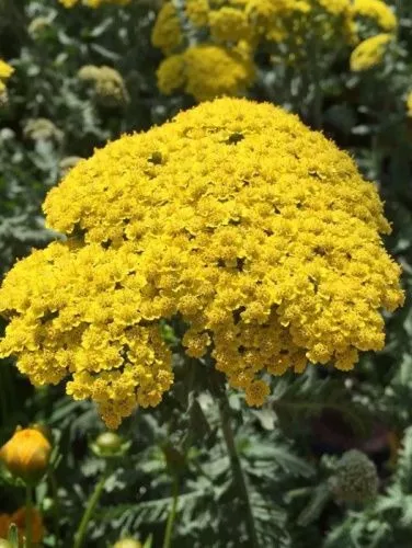 Тысячелистник обыкновенный "Summer Gold" (Саммер Голд)