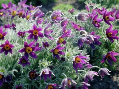 Прострел обыкновенный "Violet" (Виолет)