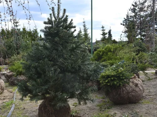 Пихта субальпийская "Green Globe" (Грин Глоб)