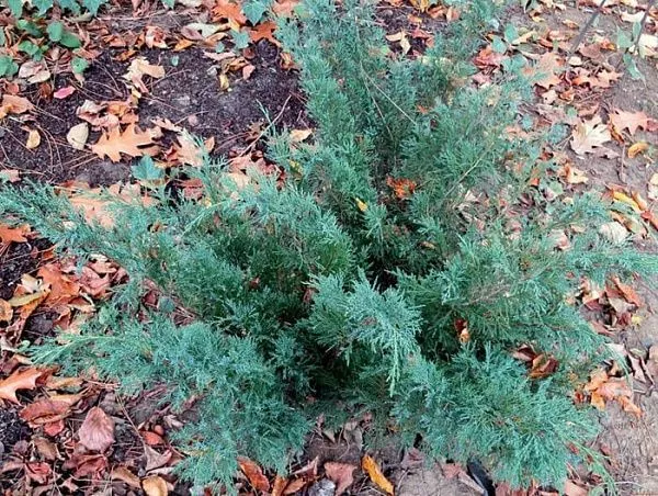 Можжевельник Пфитцера "Pfitzeriana Glauca" (Пфитцериана Глаука)