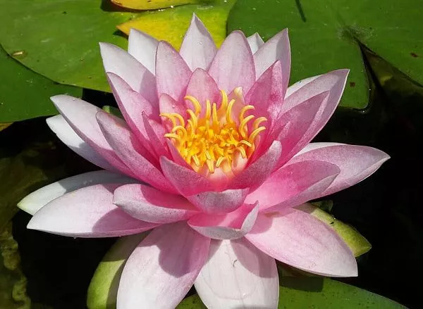 Нимфея (кувшинка) Marliacea Rubra Punctata Марлиака Рубра Пунктата