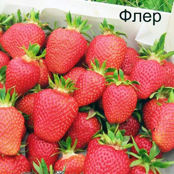 Земляника садовая "Флер" (ранний)