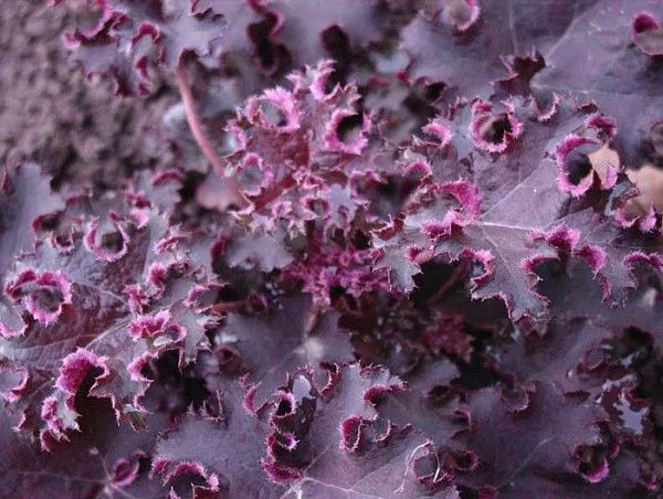 Гейхера гибридная "Purple" (Пурпл)