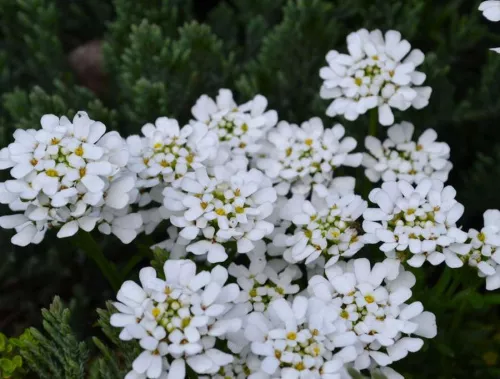Иберис вечнозеленый "Alexanders White" (Александер’с Уайт)