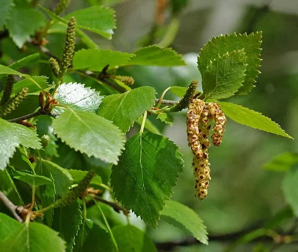 Береза Пушистая / Betula pubescens