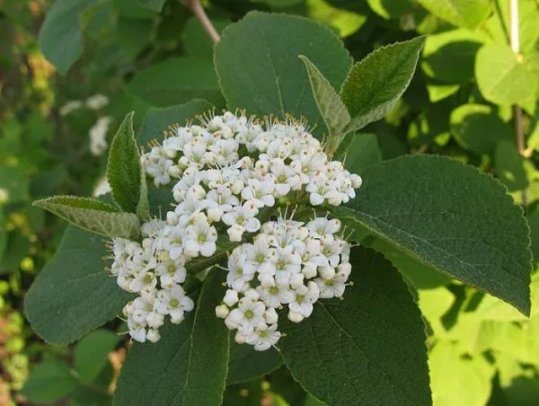 Калина гордовина