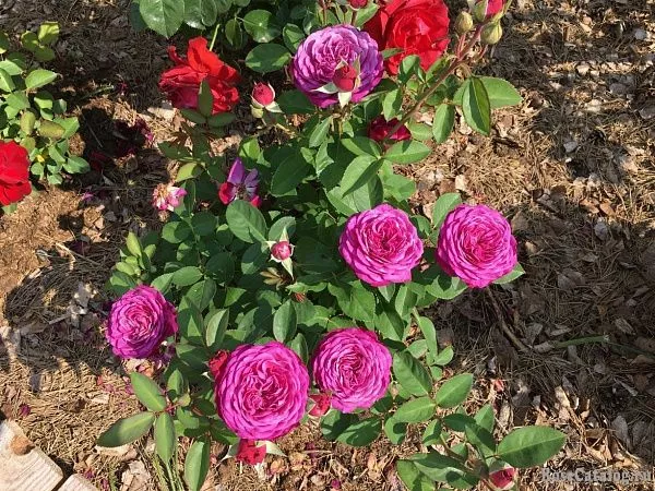 Роза миниатюрная Heidi Klum Rose (Хайди Клум Роуз) купить