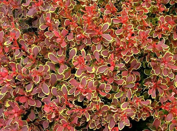 Барбарис тунберга "Golden Ruby" (Голден Руби)