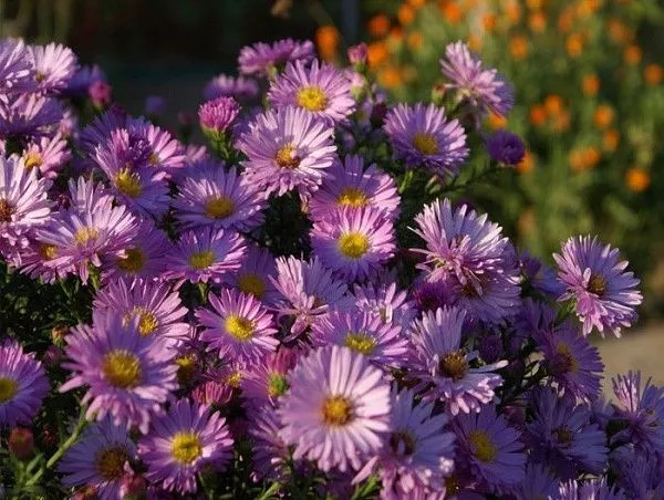 Астра кустарниковая "Herbstgruss von Bresserhof" (Хербстргусс вон Брессерхоф)