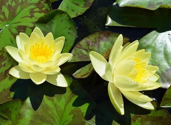 Нимфея (кувшинка) Marliacea Chromatella Марлиака Хромателла