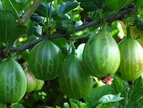 Крыжовник обыкновенный Изумруд куст