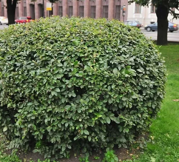 Кизильник блестящий шар