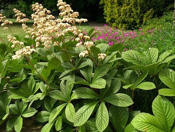 Роджерсия перистая "Elegans" (Элеганс)