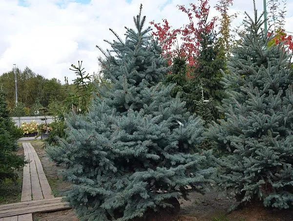 Ель колючая Глаука Glauca крупномер