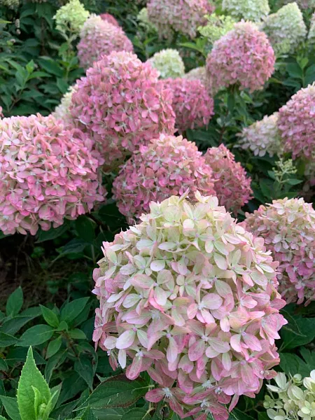 Hydrangea paniculata Pixio куст