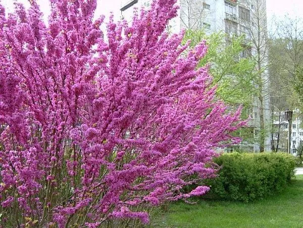 Багрянник японский