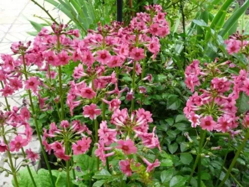 Примула японская