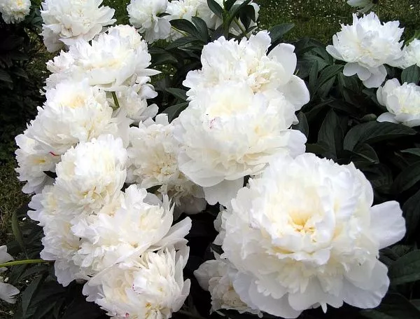 Пион молочноцветковый "Double White" (Дабл Уайт)