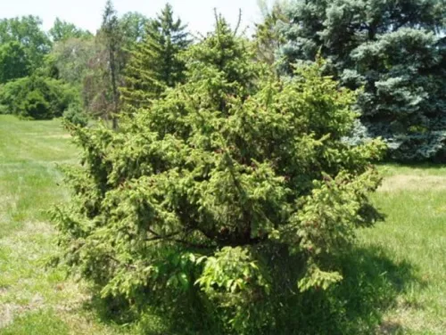 Ель Лицзянская / Picea likiangensis "var. purpurea"