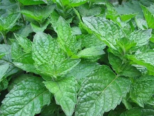 Мята перечная лимонная "Grapefruit Mint" (Грейпфрут Минт)