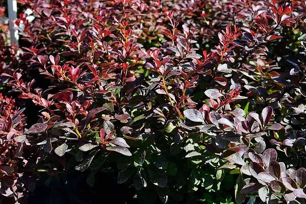 Барбарис тунберга Atropurpurea Nana (Атропорпурея Нана) Куст
