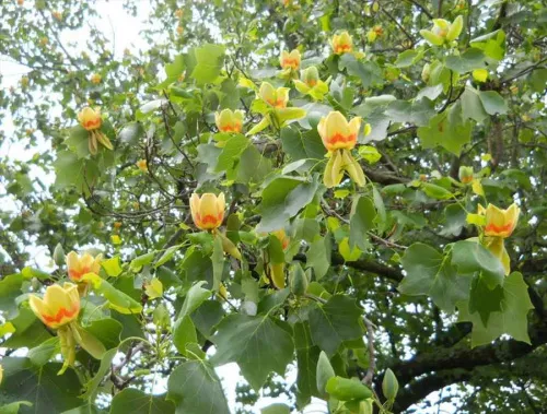 Лириодендрон liriodendron (тюльпанное дерево)