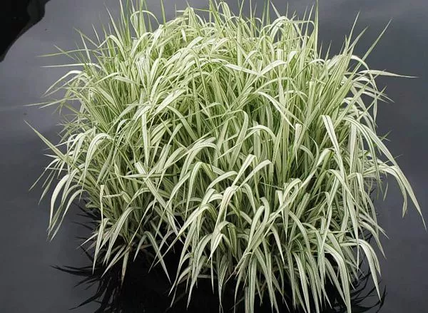 Манник большой пестрый фото