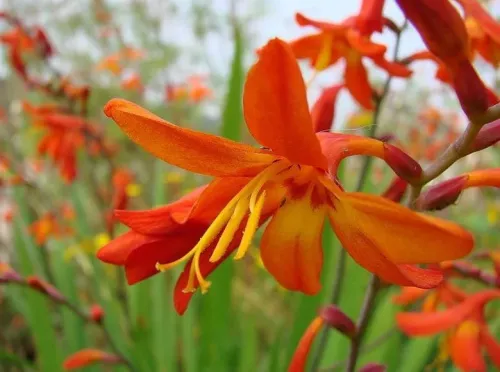 Крокосмия
