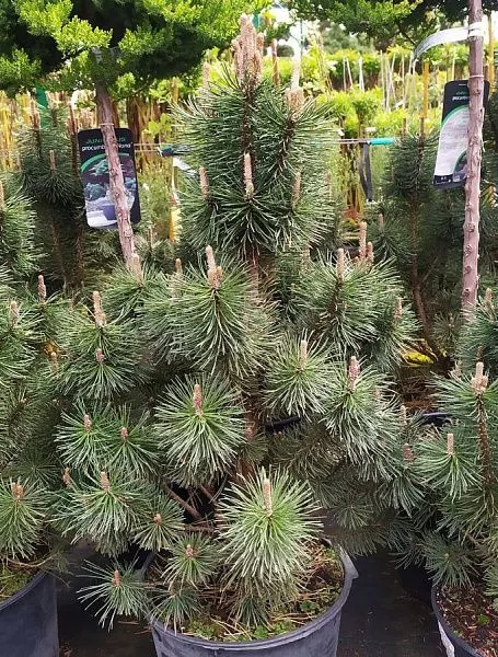 Сосна горная Columnaris (Колумнарис)