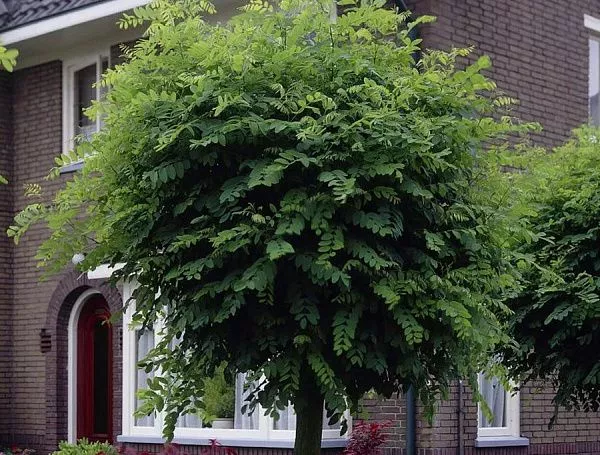 Робиния лжеакация "Umbraculifera" (Умбракулифера)