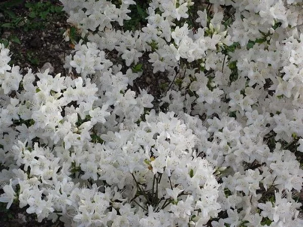 Рододендрон тупой 'Schneewittchen'