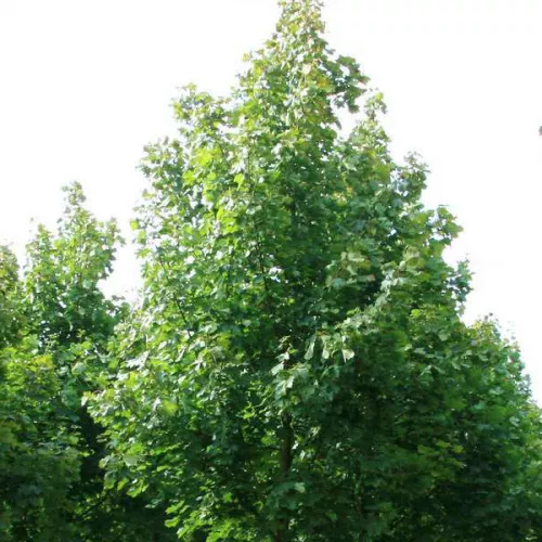 Клен остролистный "Farlake's Green" (Фарлейкс Грин)